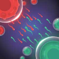 Cover Image of Cell Expansion Wars 1.1.7 Apk + Mod (Hints/Coins) Android